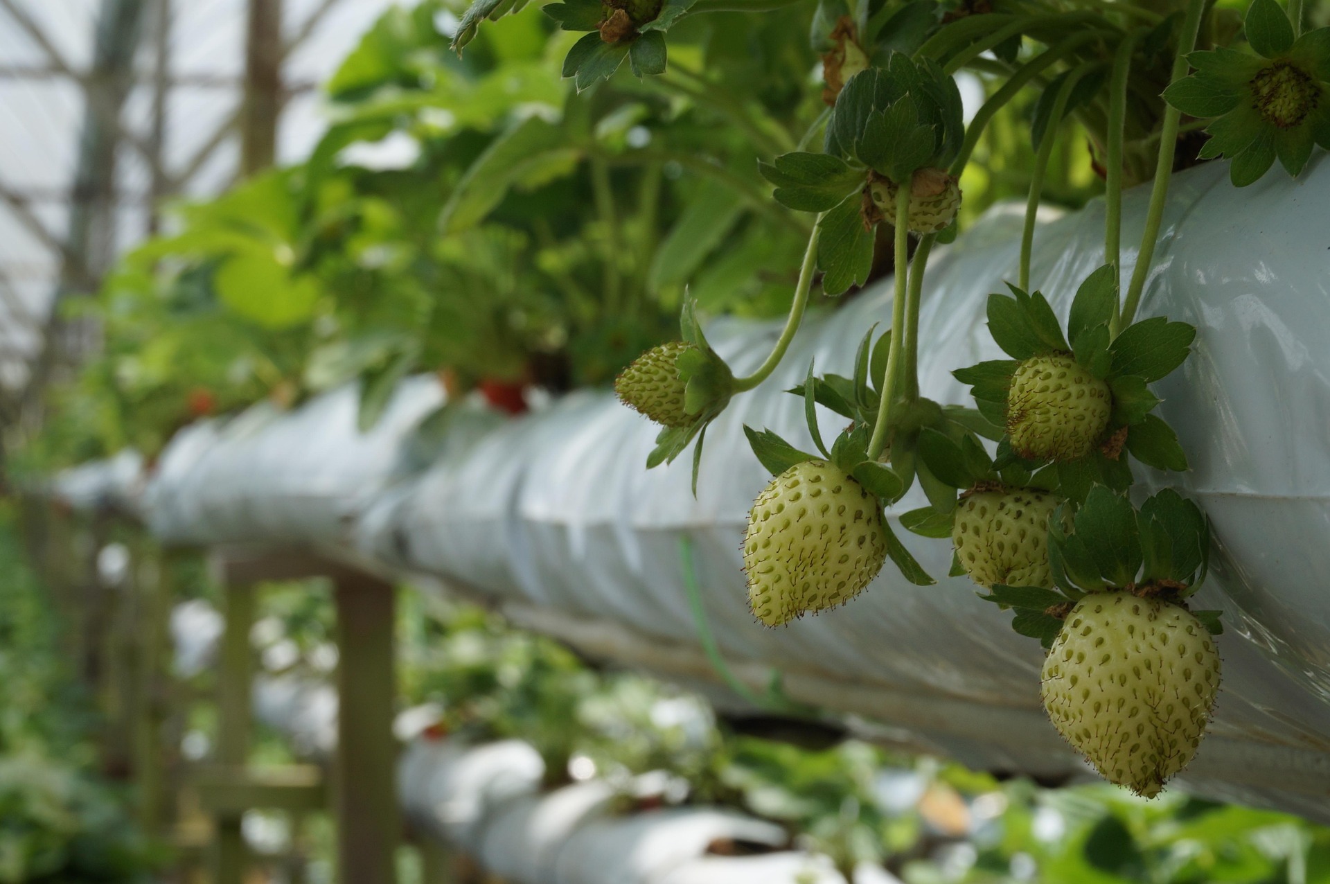 strawberry plant in terrace garden