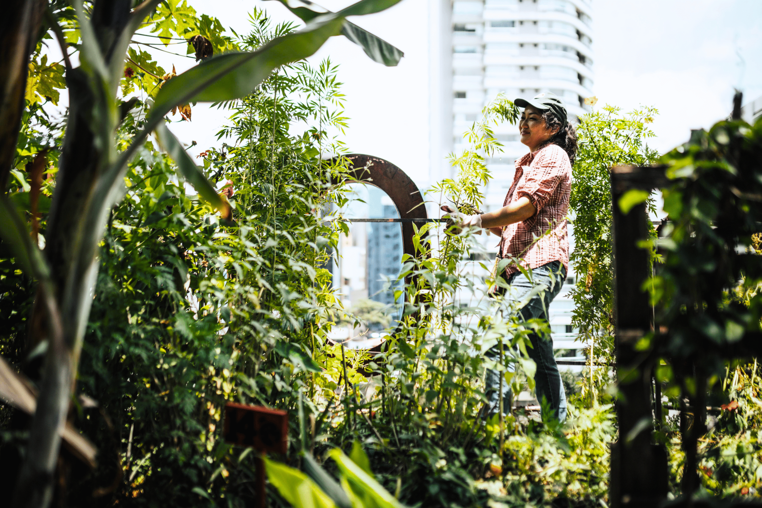 well maintained terrace garden showing how to maintain terrace garden.