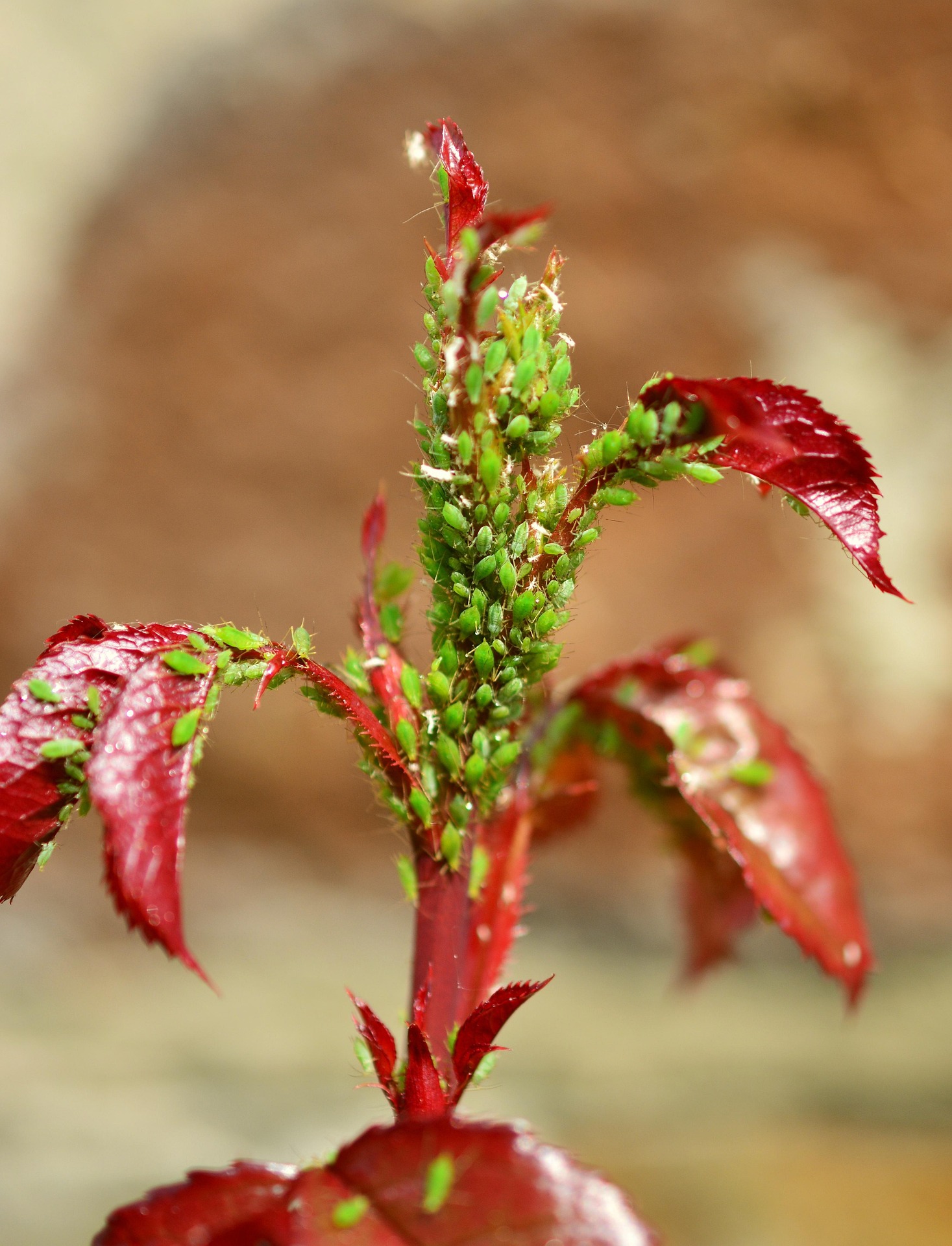 Infestation of green aphids on plant