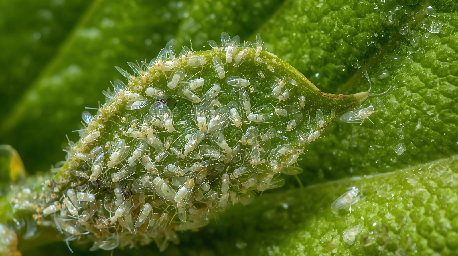 infestation by whiteflies on leaves