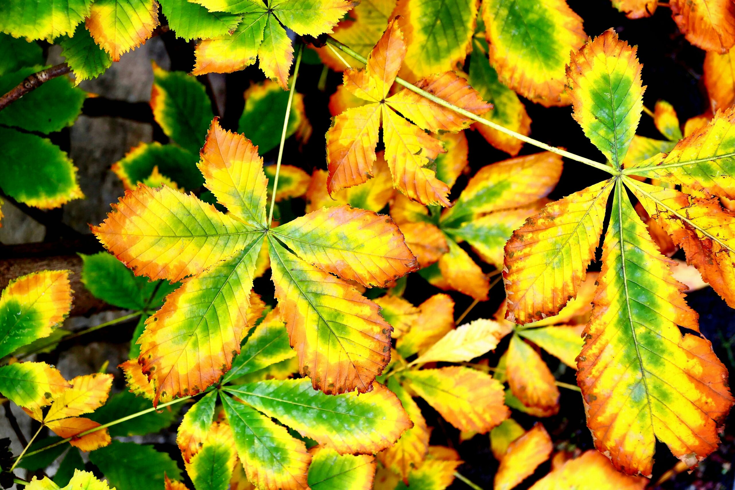 signs if dehydration of leaves