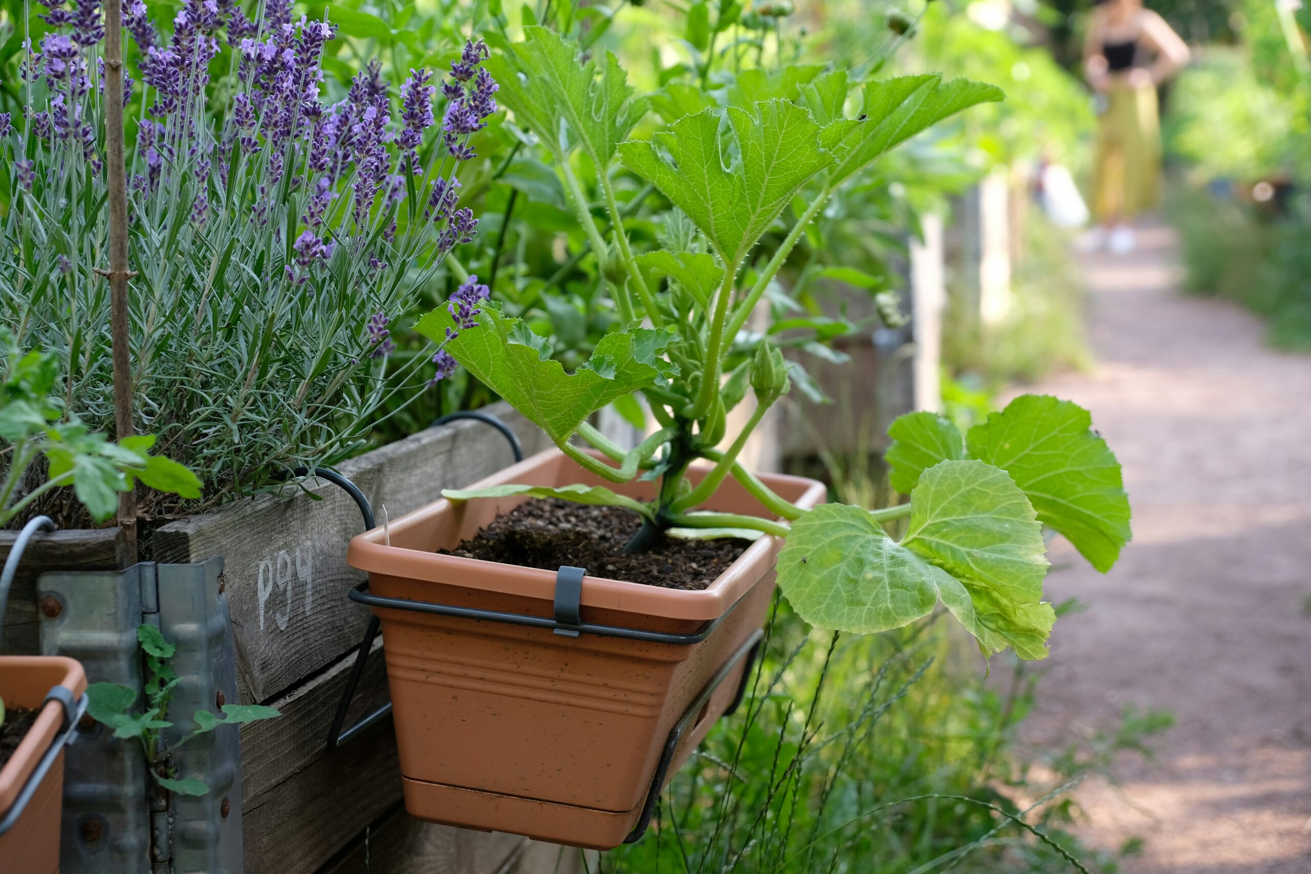 container gardening