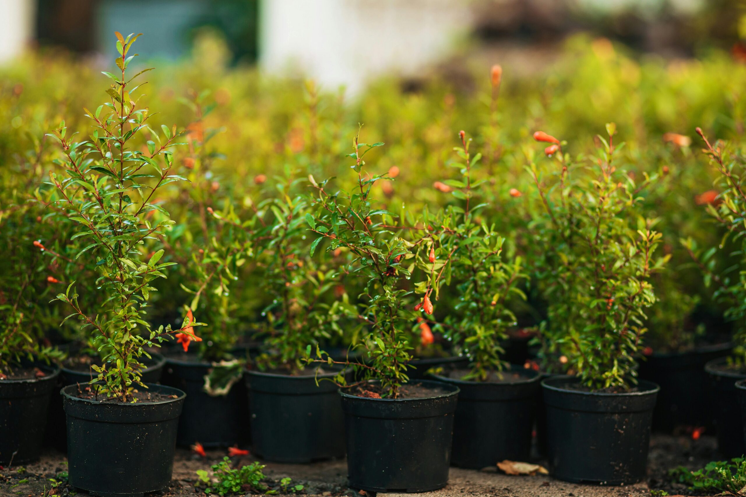 Plastic pot in terrace garden setup
